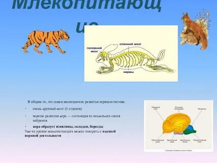 Животное у которого нервная система называется сетчатой