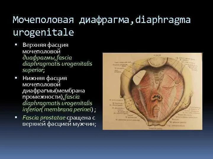Фасции мочеполовой диафрагмы. Мочеполовая диафрагма анатомия у женщин. Мышцы и фасции мочеполовой диафрагмы. Область промежности анатомия. Верхняя фасция мочеполовой диафрагмы.