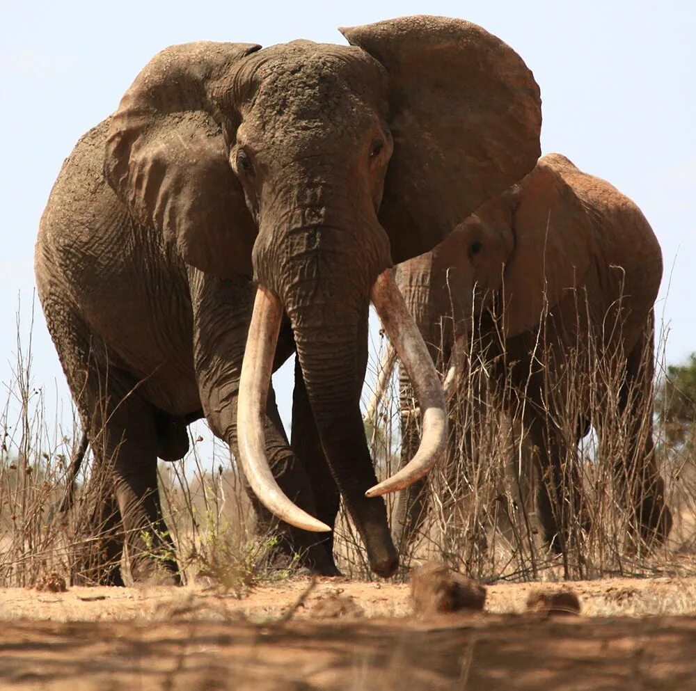 Two elephants. Самка слона. Африканский слон. Африканский слон (самка). Одомашненный Африканский слон.