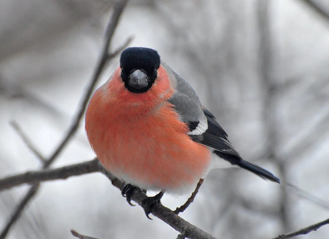 желтоспинный снегирь. красногрудый снегирь. снегирь и синица. желтоспинный снегирь. снегирь обыкновенный pyrrhula pyrrhula.