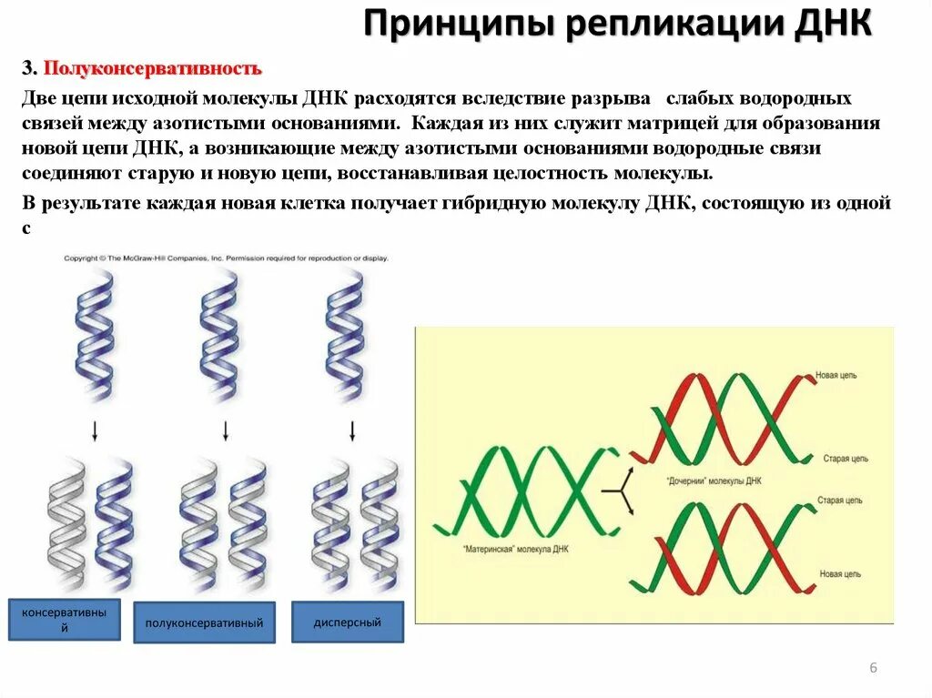 Водородные связи в ДНК. Связи в молекуле ДНК. Разрыв водородных связей ДНК. Разрыв водородных связей в ДНК-матрице.