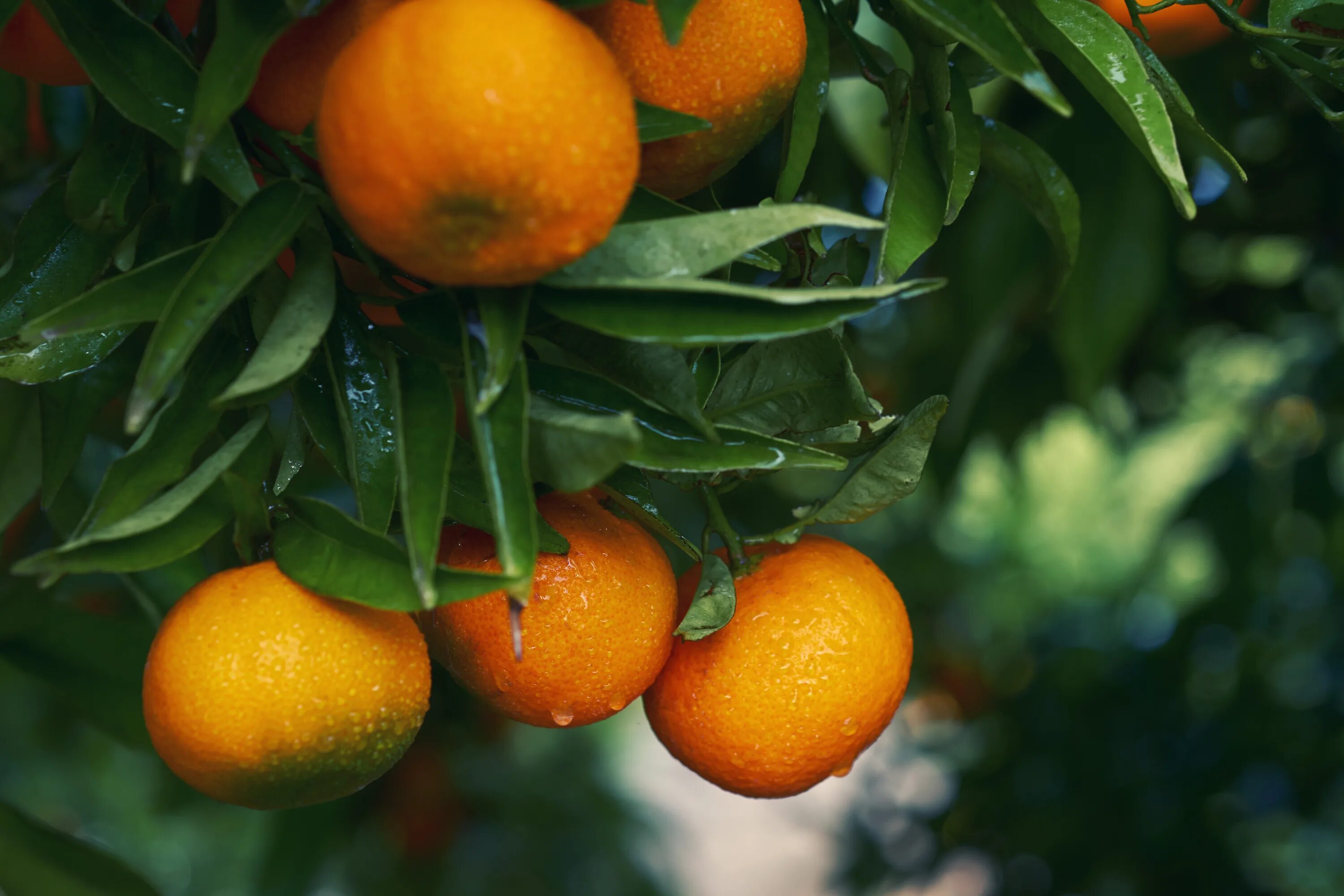 Citrus reticulata. Цитрус мандарин. Цитрус мандарин Mandarine. Мандарин Citrus reticulata Blanco.