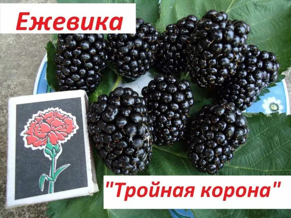 Ежевика сорт трипл краун отзывы. Ежевика сорт трипл краун. ежевика сорт тройная корона. ежевика «трипл краун (тройная корона)». ежемалина трипл краун.