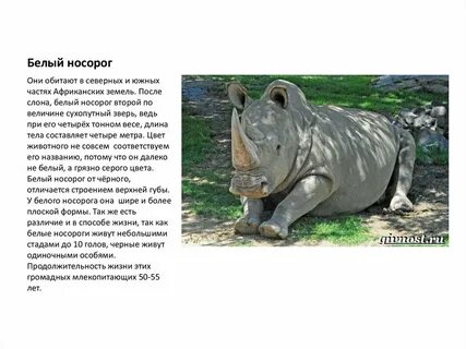 Животные международной красной книги белый носорог