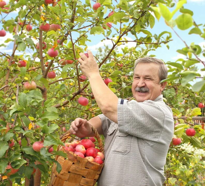 Сбор яблок в саду рабочие. Мужчина с ведром яблок. Сбор яблок люди. Фермер собрал яблоки. Фермер собрал яблоки.