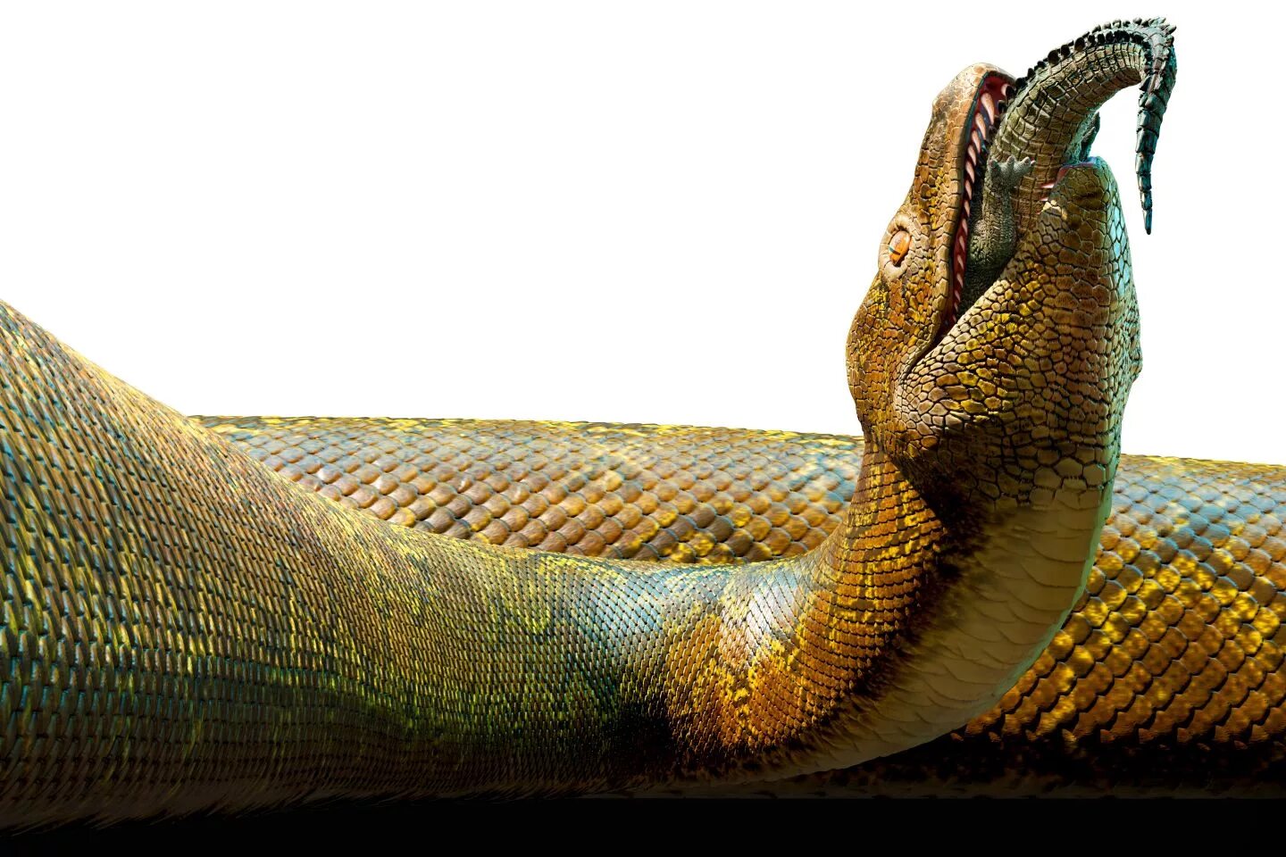 титанобоа вымерший вид змей. титанобоа змея монстр. доисторическая змея титанобоа. титанобоа и анаконда. титанобоа змея монстр.