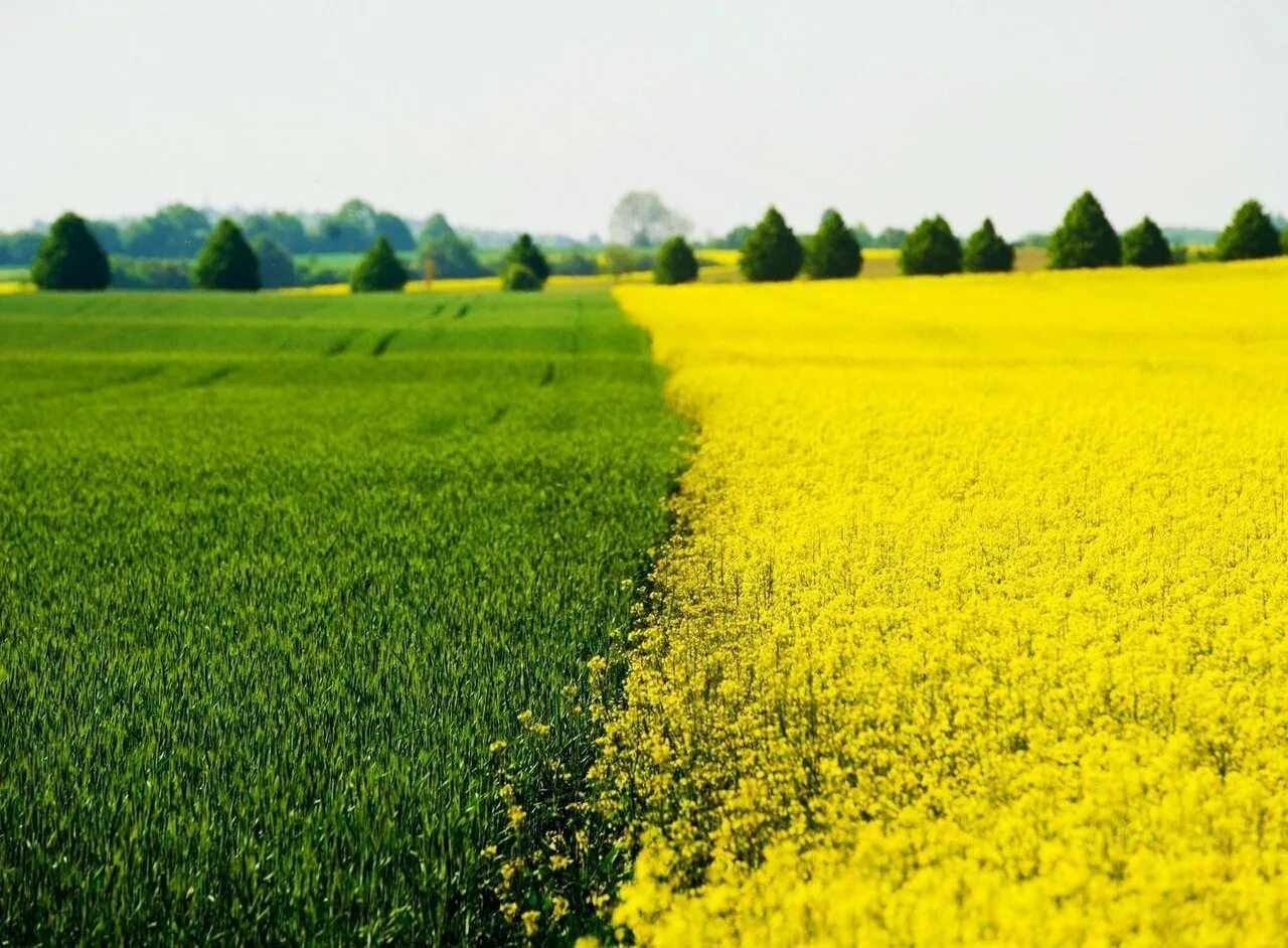 самое известное поле. самое известное поле. самое известное поле. поле для гольфа бахрейн. природа поле.