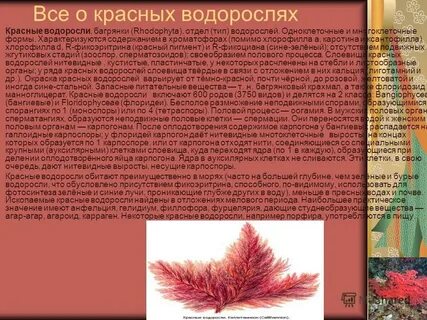 Красные водоросли сканворд 4