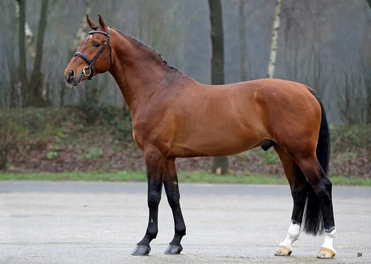 Англо европейский. Ганноверская порода лошадей. Ганноверская лошадь гнедая. KWPN порода лошадей. Латвийская теплокровная порода лошадей.