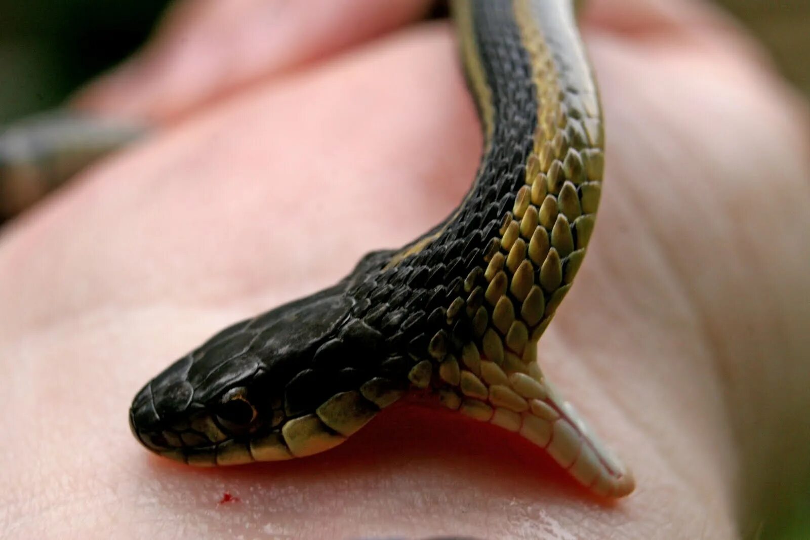 Snake bites. Змеи32324.