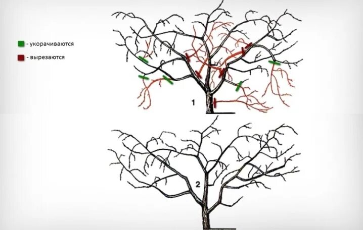 Обрезка вишни весной для начинающих в картинках. Обрезка вишни осенью схема. Обрезка вишни черешни весной схема. Обрезка вишни и черешни весной. Обрезка старой вишни схема.