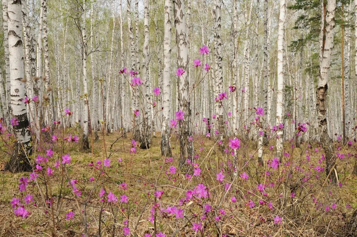 В лесу зацвели. Рододендрон Даурский. Рододендрон Даурский куст. Багульник Сибирский. Рододендрон Даурский белый.