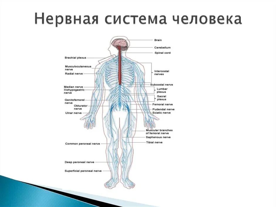 Какие органы входят в нервную систему человека. Строение нервной системы человека схема. Нервная система схема. Система органов человека нервная система. Нервы человека анатомия строение.