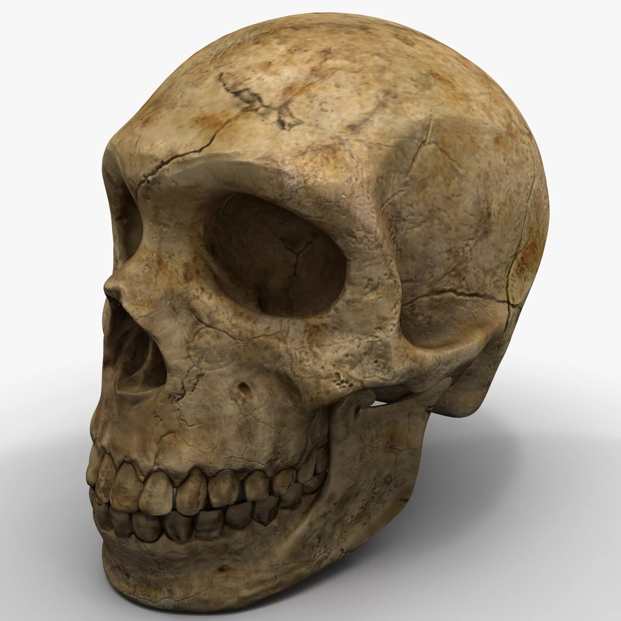 Черепа 1 6. Настоящий человеческий череп. Найден циклоп череп в техасе. Череп циклопа находка техаса. Черепа 1 6.