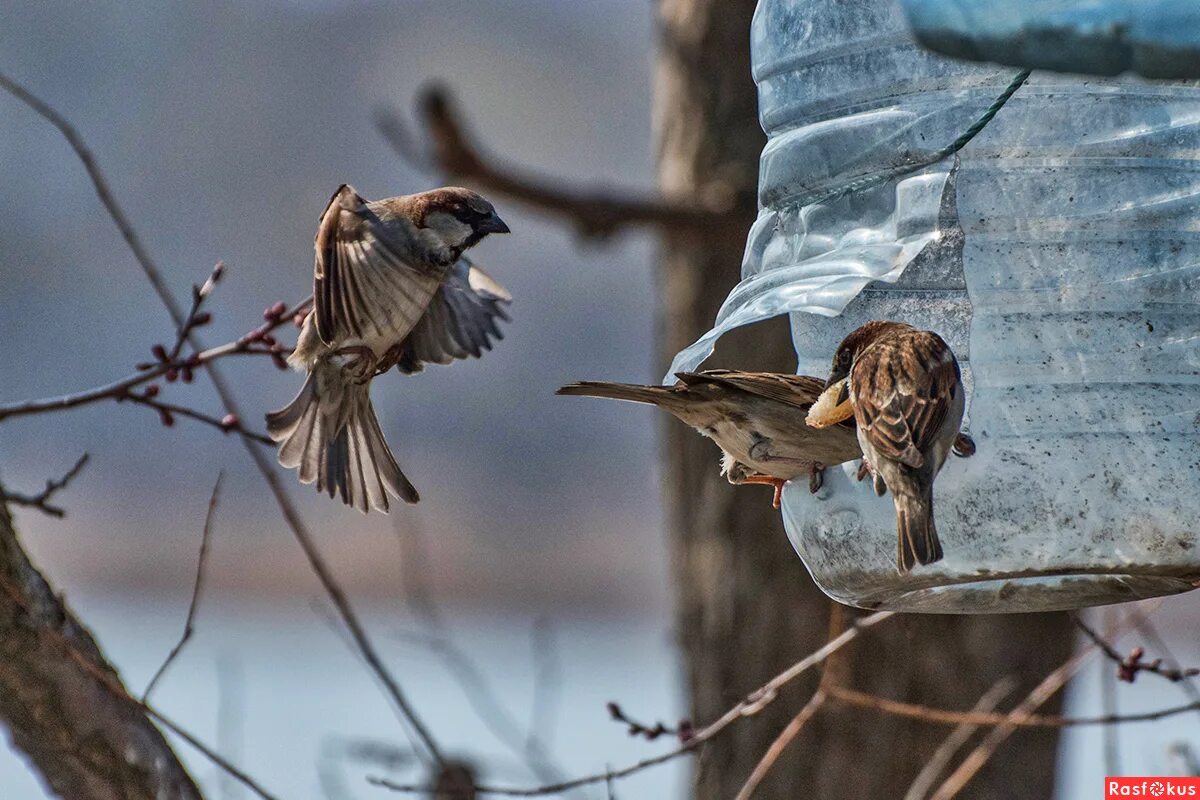 кормушка для птиц. кормушка для птичек. воробьи в кормушке зимой. слетевшиеся к кормушке воробьи быстро склевали. слетевшиеся к кормушке воробьи быстро склевали.