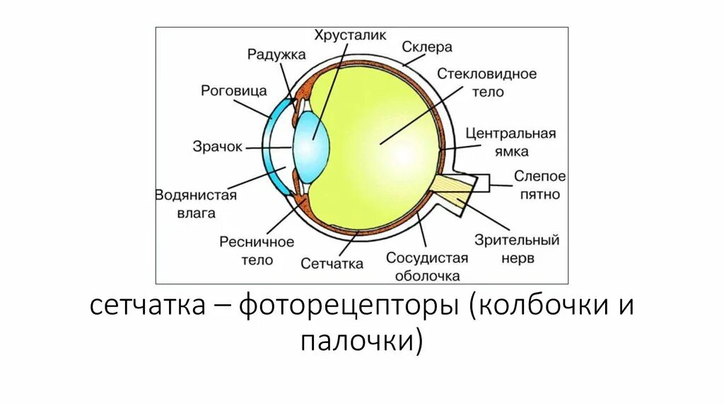 Особенность строения радужки какую функцию она выполняет. Склера сетчатка слепое пятно роговица хрусталик стекловидное. Роговица стекловидное тело Радужная оболочка. Склера роговица слепое пятно. Строение глаза склера роговица.