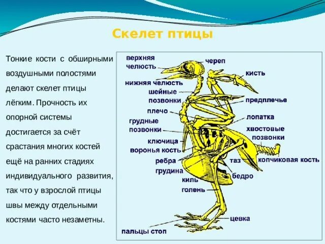 Скелет птиц приспособлен у птиц кости