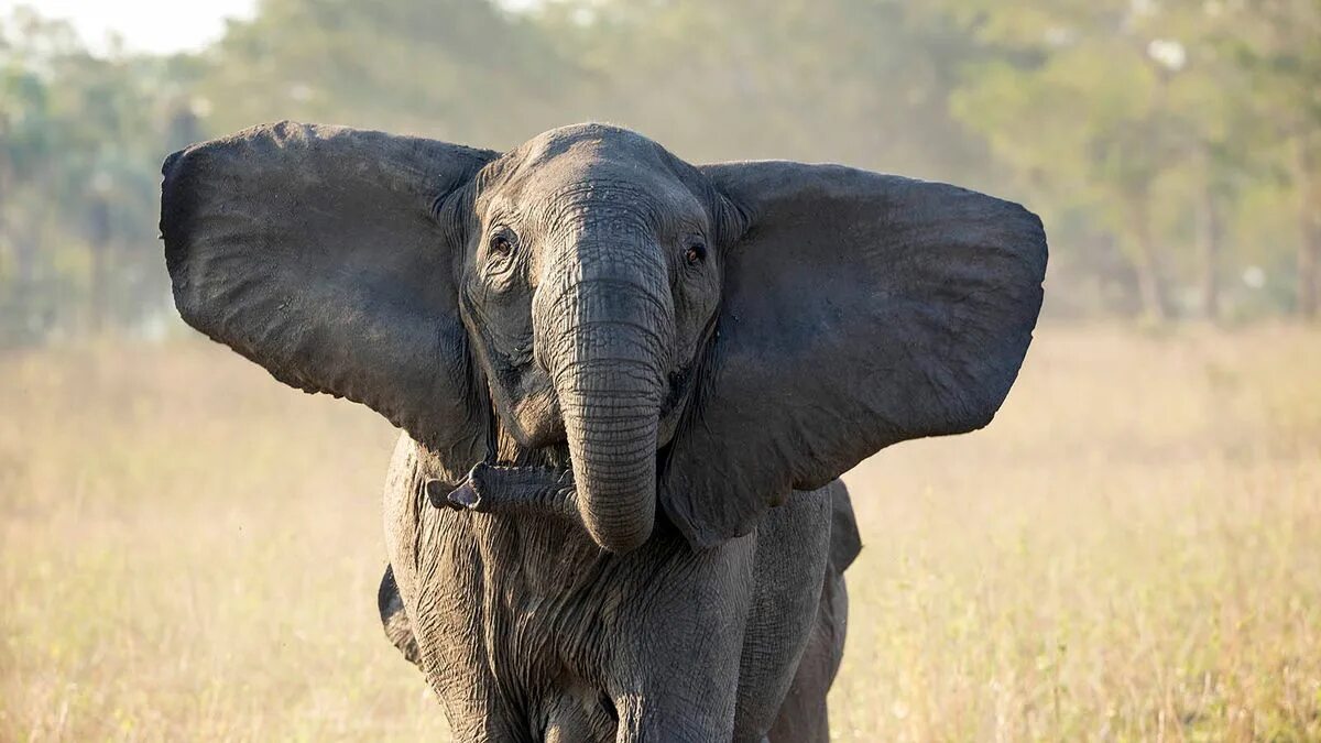 Слоник без рекламы. Слон без бивней. Слоновий бивень. Африканский слон (самка). Бивни слона.