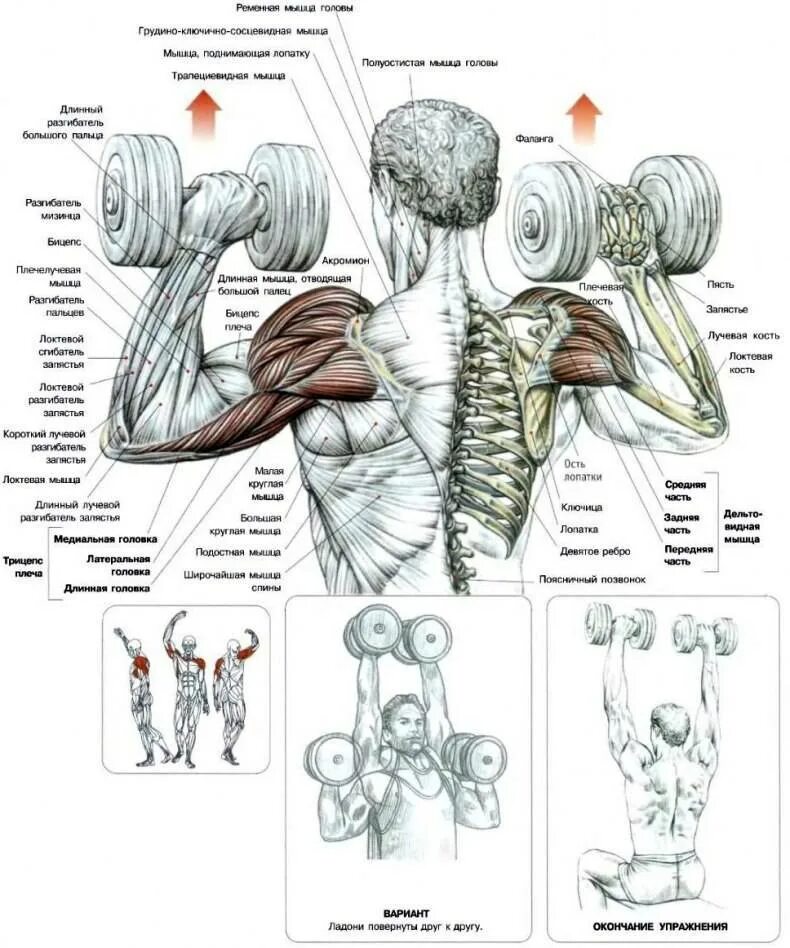 Плечи с гантелями дома. Упражнения на дельтовидные мышцы с гантелями. Упражнения для дельтовидных мышц со штангой и гантелями. Анатомия силовых упражнений Фредерик Делавье плечи. Упражнения на дельтовидные мышцы с гантелями для мужчин.