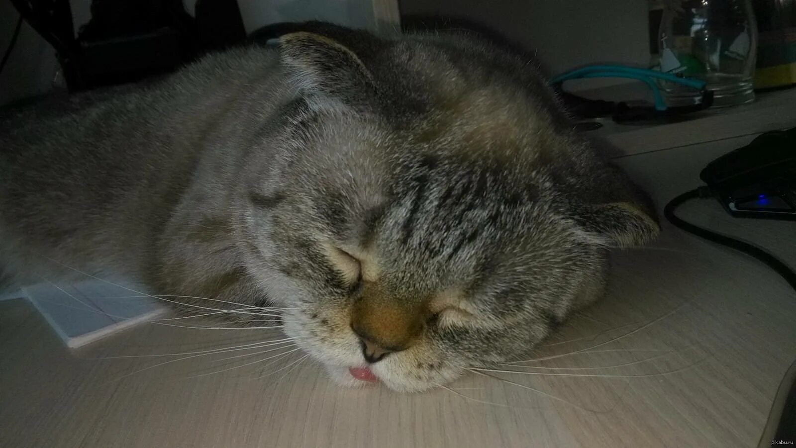 Уставший кот. Сонный кот. Уставший Сонный котик. Спящий кот с языком.