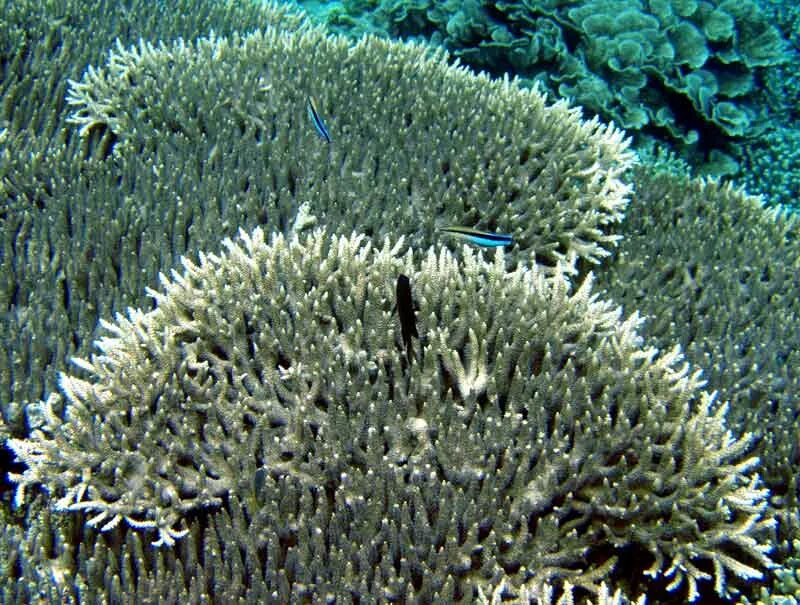 черный коралл 7 букв