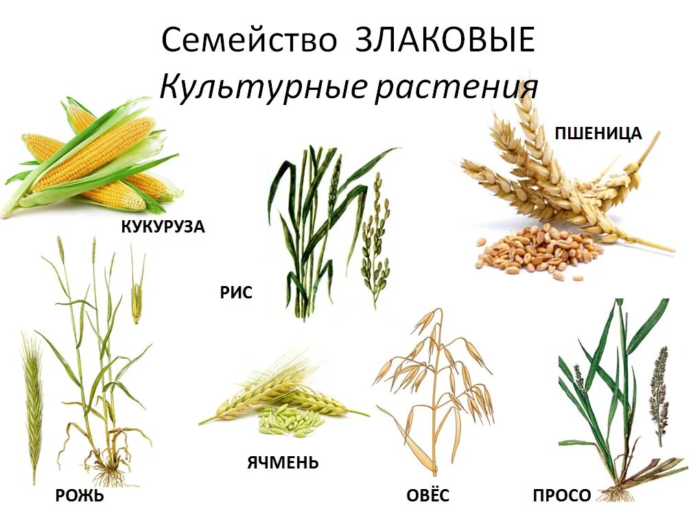 1 шт 3 растительное