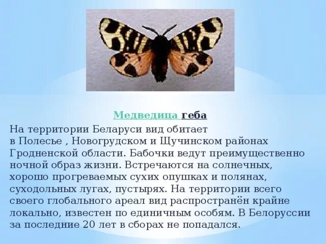 Адаптации к ночному образу жизни ночных бабочек. Бабочки ведущие ночной образ жизни. Примеры бабочек ведущих ночной образ жизни. Прикреплённый образ жизни ведут бабочки.