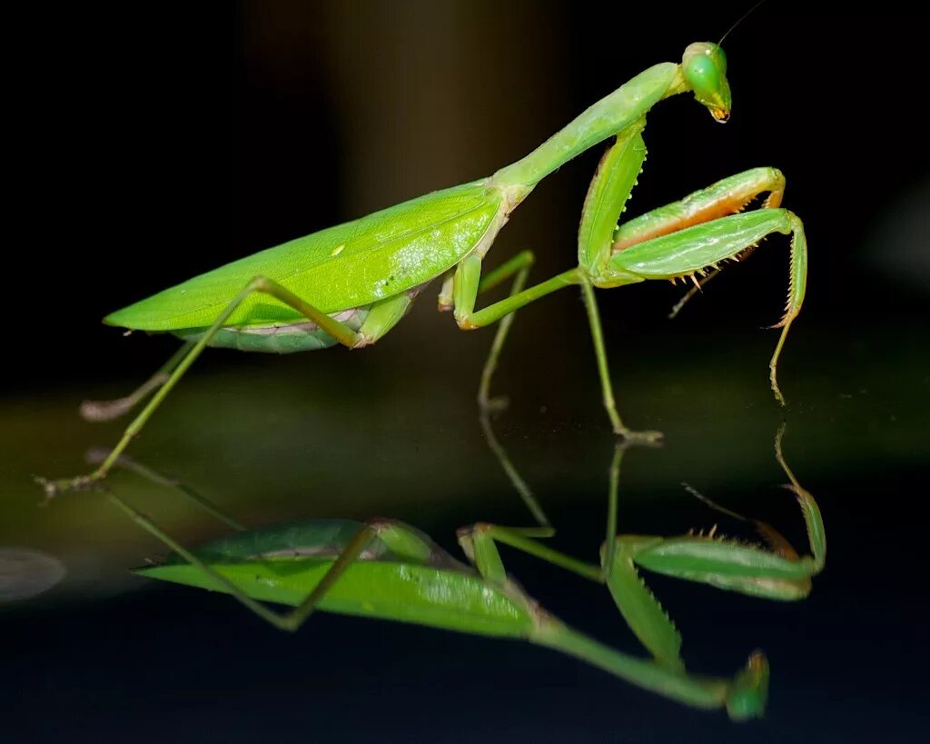 Богомол размеры. Богомол обыкновенный. Мантис богомол. Ischnomantis Gigas богомол. Praying Mantis насекомое.