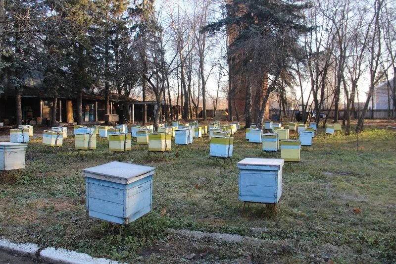 Институт пчеловодства рыбное. Фнц пчеловодства рыбное. институт пчеловодства бутово.