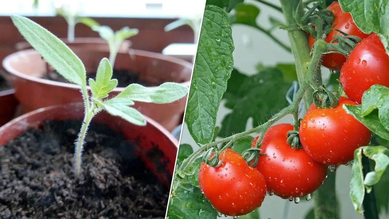 Tomato grow