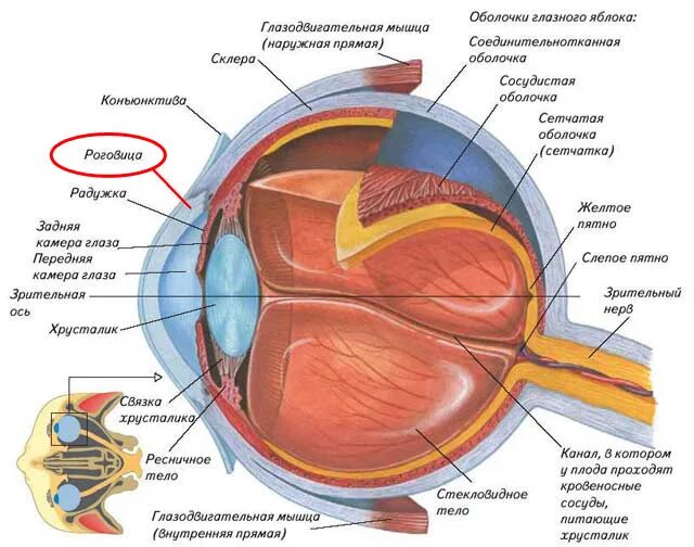 Сетчатка тело функции. Строение глазного яблока человека рисунок. Схема глазного яблока (в сагиттальном сечении). Схема внутреннего строения глаза. Строение зрительного анализатора глазное яблоко.