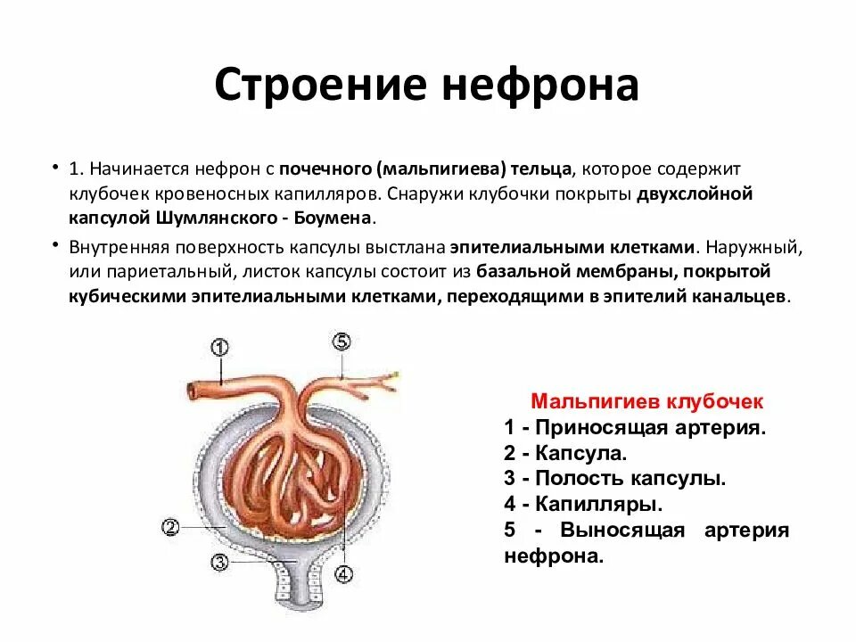 В чем особенность строения капсулы нефрона. Внутреннее строение нефрона. Почечное тельце нефрона. Боуменова капсула нефрона. Строение капсулы нефрона.