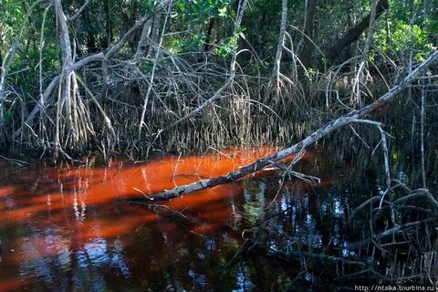 Everglades