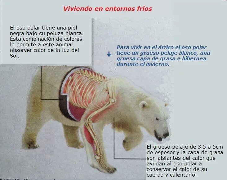 Polar перевод. Oso описание. Картинки бота Oso. Un Oso) Openb in ised w миннолононф. Ley Polar fisioloigua.