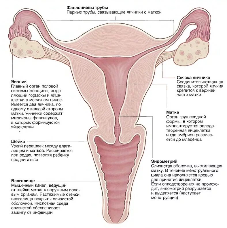 строение женской половой. устройство женского полового органа схема. половых органов внешнее строение анатомия. половых органов. строение женских.