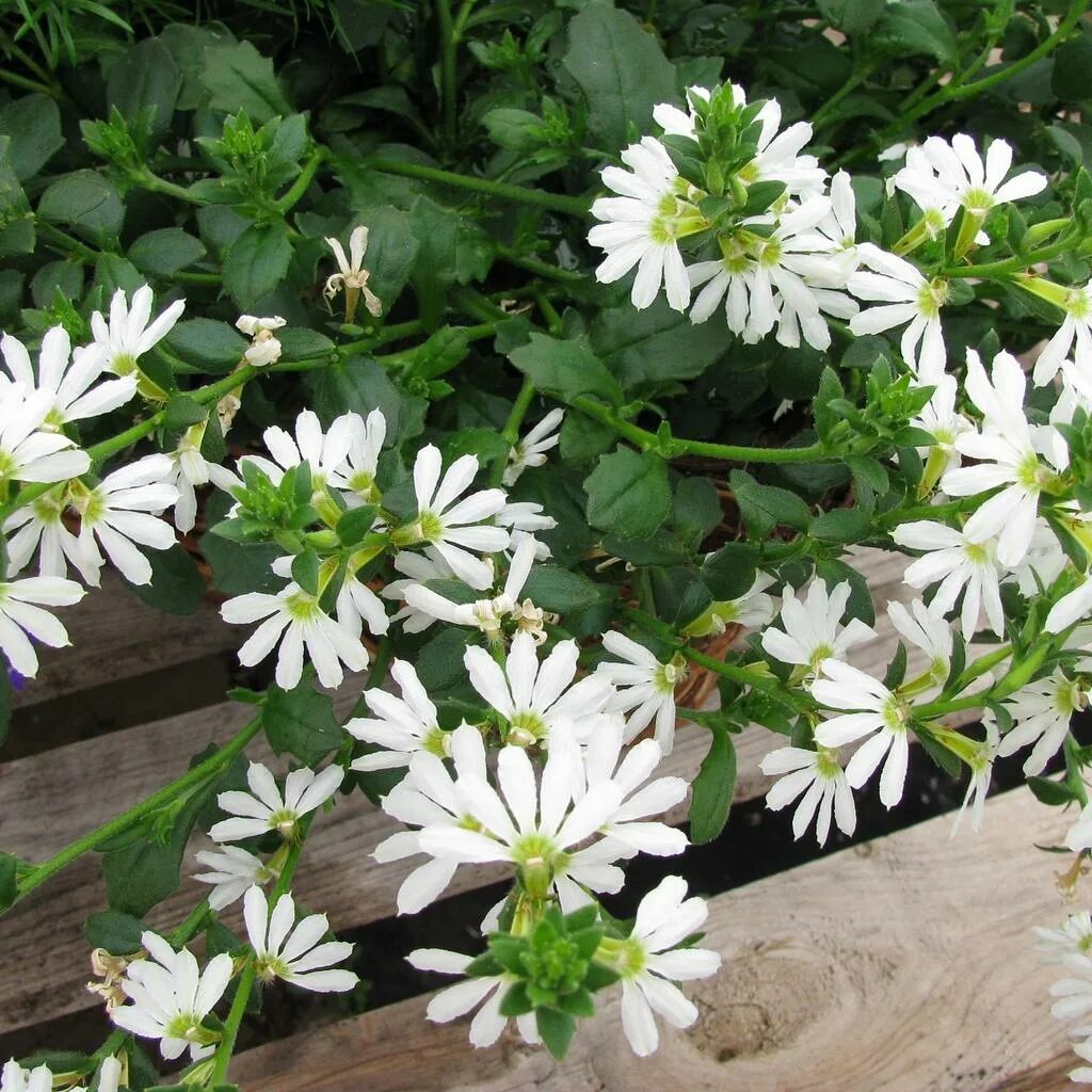 Сцевола Alba. Сцевола ампельная. Сцевола ампельная белая. Сцевола Scala White.