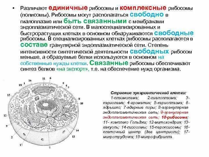 Синтез белков органелла. Рибосомы свободные и связанные. Синтез белков гиалоплазмы органелла. Рибосомы в каких клетках находятся. Рибосомы строение цитология.