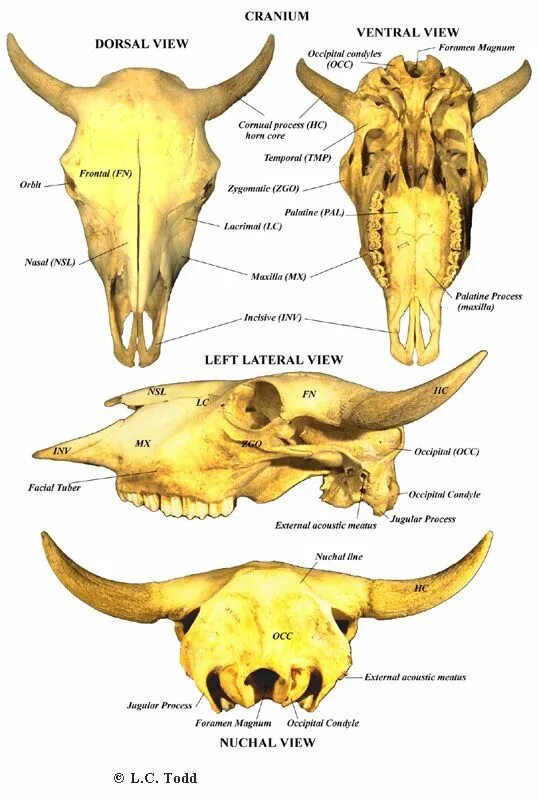 Гребни на костях животных изменчивы. Череп коровы строение снизу. Строение черепа КРС. Кости черепа КРС анатомия. Кости черепа коровы.