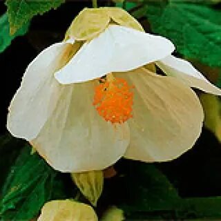 White bell