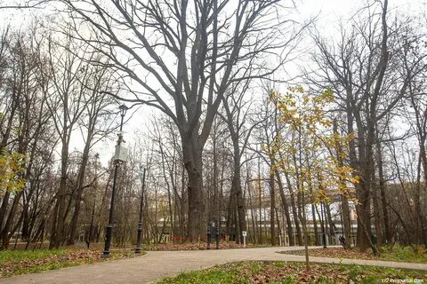 Московские деревья