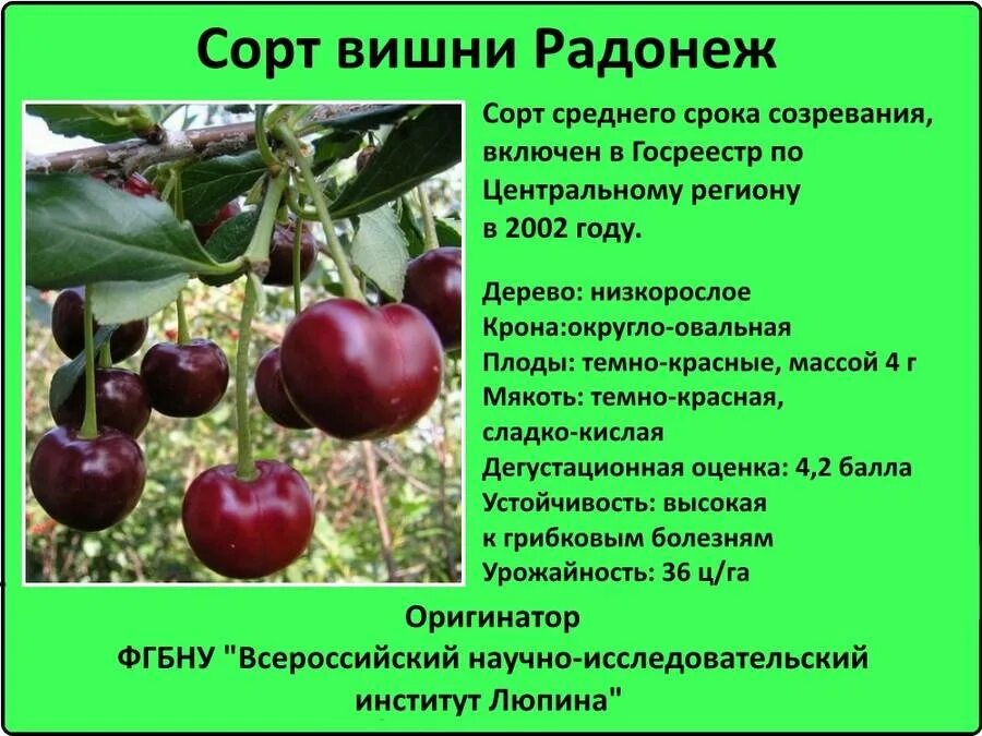 Какой сорт вишни посадить в подмосковье. Вишня радонеж описание сорта. вишня описание сорта. описание вишни. популярные сорта вишни.