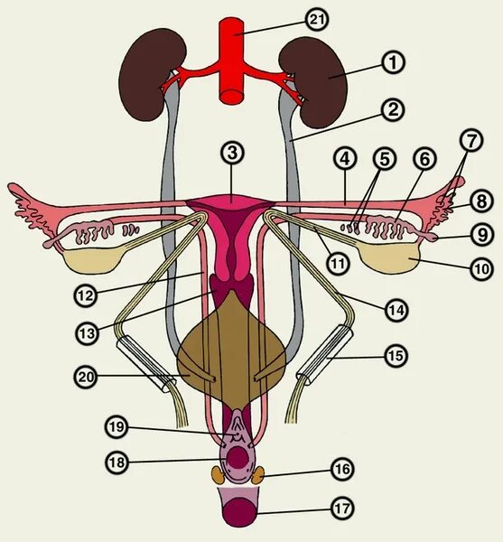 Мужские половые яичники. Анатомия мочеполовой системы женщины. Женская Мочеполовая система схема. Схема мочевыделительной системы у женщин. Матка Мочеполовая система.