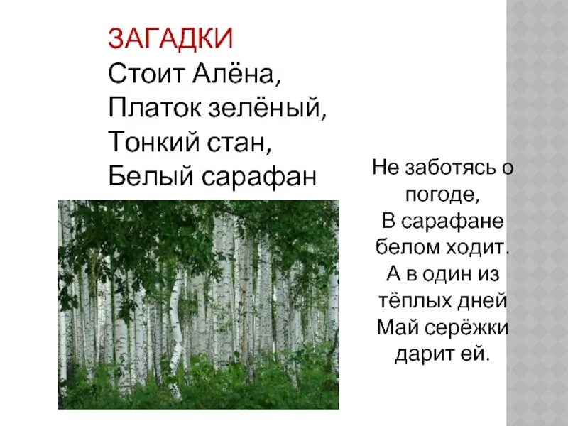 Белый стан