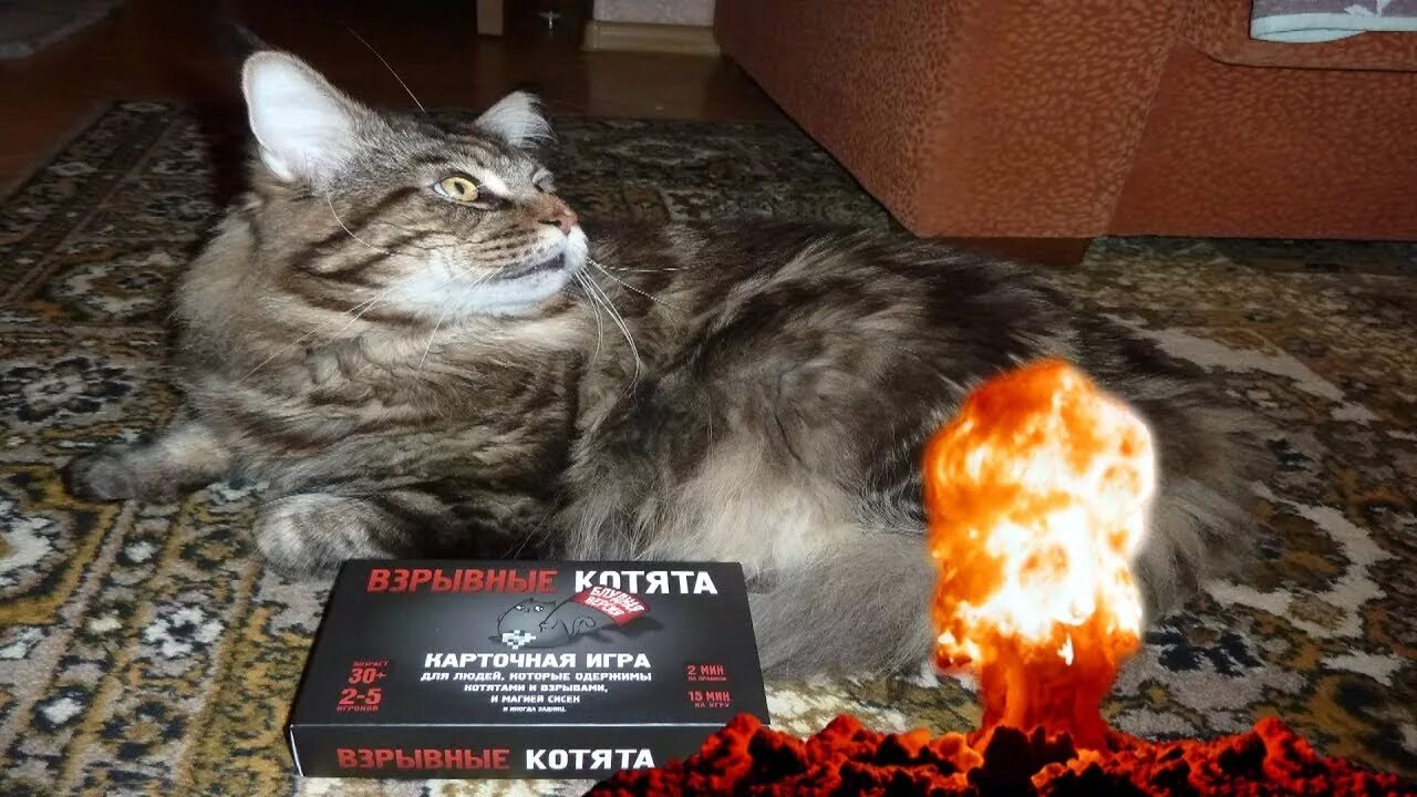 Кошка взорвалась