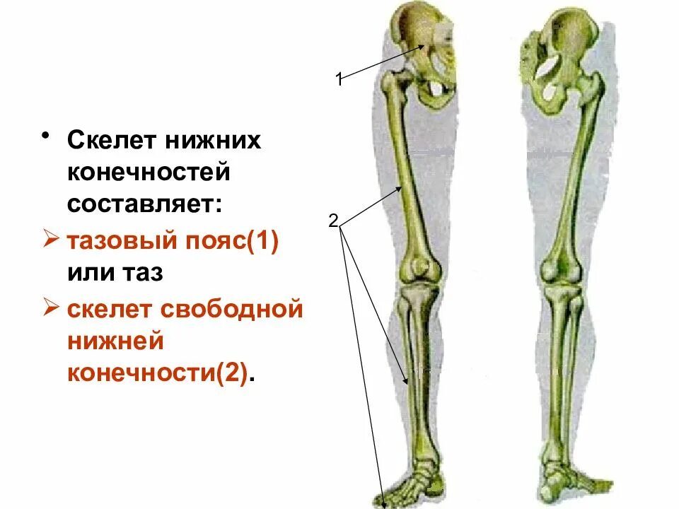 Нижние конечности тела. Отделы скелета пояс нижних конечностей. Скелет пояса нижних конечностей человека. Скелет пояса нижних конечностей тазовый пояс. Скелет нижней конечности пояс нижней конечности.