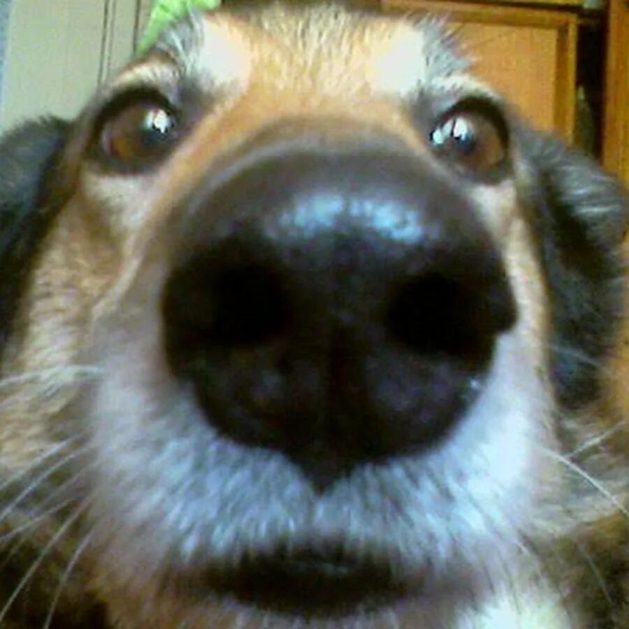 Собака с длинным носом мем. Собака Мем. Собачий нос. Собака носом в камеру.