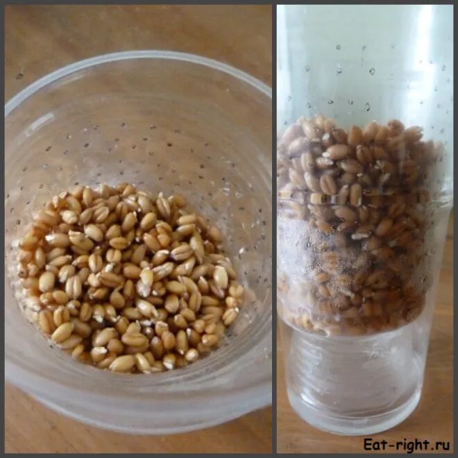 Какие семена быстро прорастают в домашних. Семена в стакане для проращивания. Проращивания семян в дом условиях. Прорастить семечко. Прорастание семян пшеницы в стаканах.