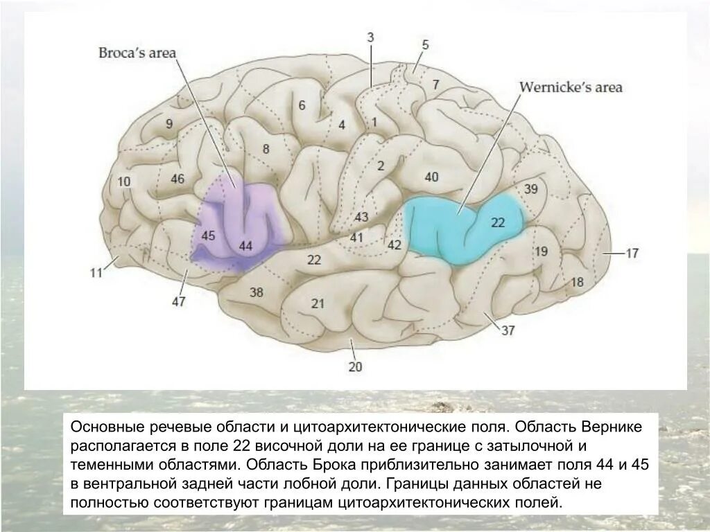 Зоны восприятия мозга. Речевые центры. Зона Брока. Зона Вернике. Мозг зоны Брока и Вернике. Речевые зоны коры головного мозга Брока. Центры Брока и Вернике в головном мозге.