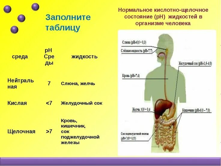 В какой среде находится. Щелочная среда в организме человека. Щедочная в реда в организме. Кислая и щелочная среда в организме человека. PH сред организма.