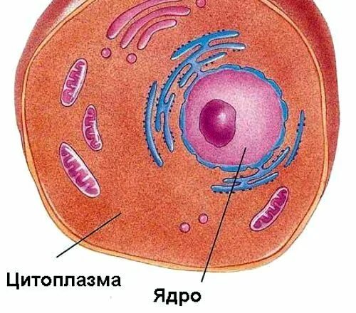 Как называется внутреннее содержимое клетки. Цитоплазма. цитоплазма клетки. цитоплазма рисунок. строение цитоплазмы.